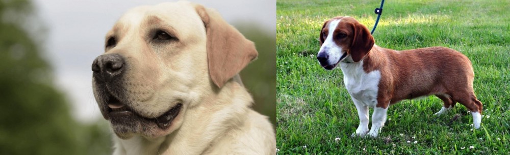Drever vs Labrador Retriever - Breed Comparison