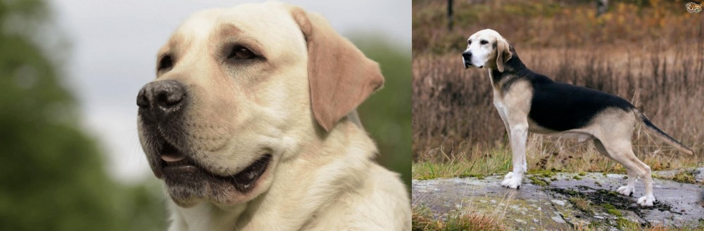 Dunker vs Labrador Retriever - Breed Comparison