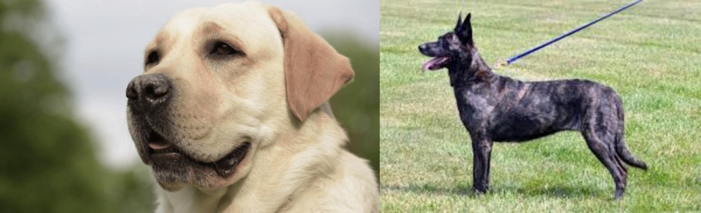 Dutch Shepherd vs Labrador Retriever - Breed Comparison