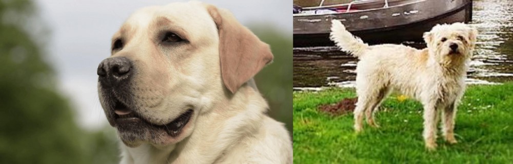 Dutch Smoushond vs Labrador Retriever - Breed Comparison