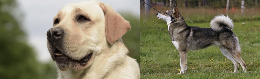 East Siberian Laika vs Labrador Retriever - Breed Comparison