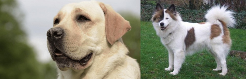 Elo vs Labrador Retriever - Breed Comparison