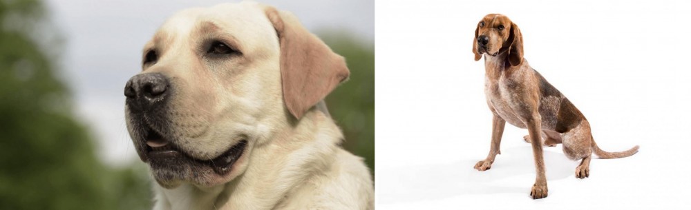English Coonhound vs Labrador Retriever - Breed Comparison