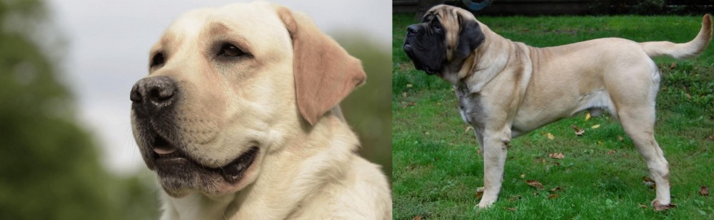 English Mastiff vs Labrador Retriever - Breed Comparison