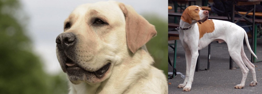 English Pointer vs Labrador Retriever - Breed Comparison