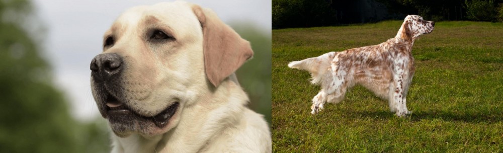 English Setter vs Labrador Retriever - Breed Comparison