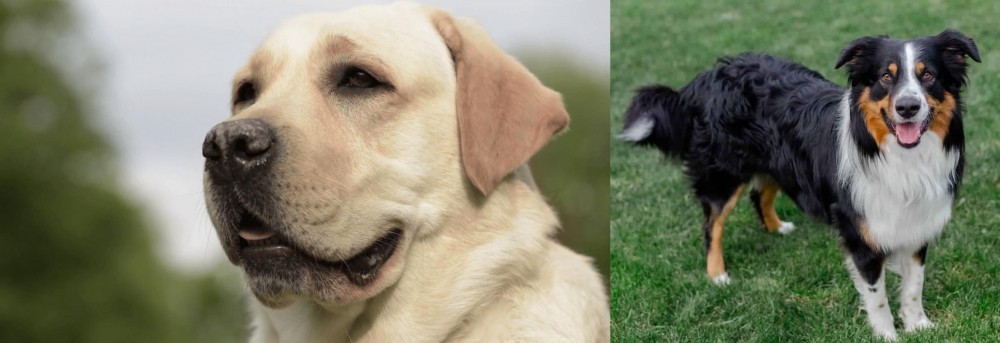 English Shepherd vs Labrador Retriever - Breed Comparison