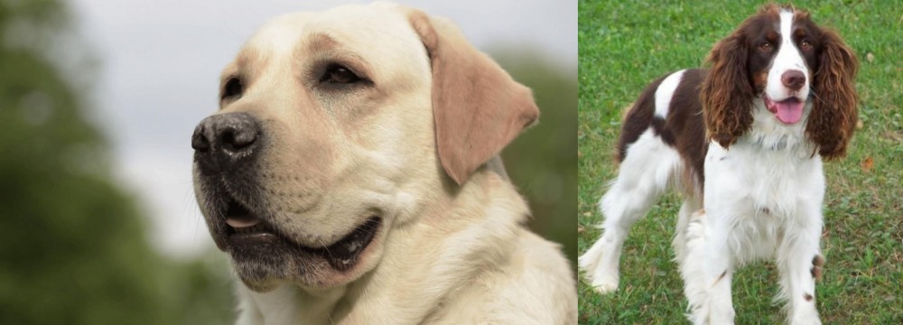 English Springer Spaniel vs Labrador Retriever - Breed Comparison