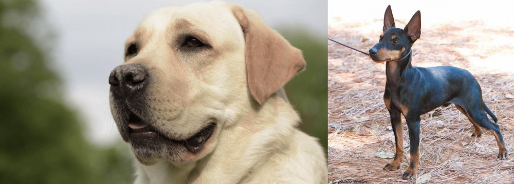 English Toy Terrier (Black & Tan) vs Labrador Retriever - Breed Comparison