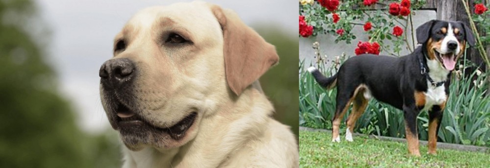 Entlebucher Mountain Dog vs Labrador Retriever - Breed Comparison