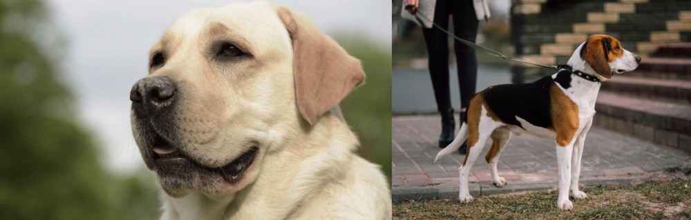 Estonian Hound vs Labrador Retriever - Breed Comparison