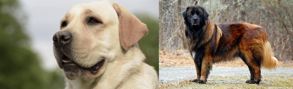 Estrela Mountain Dog vs Labrador Retriever - Breed Comparison