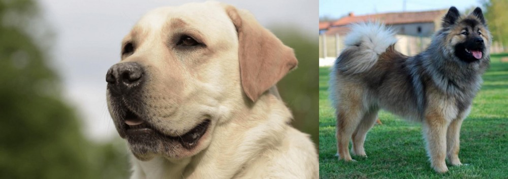 Eurasier vs Labrador Retriever - Breed Comparison