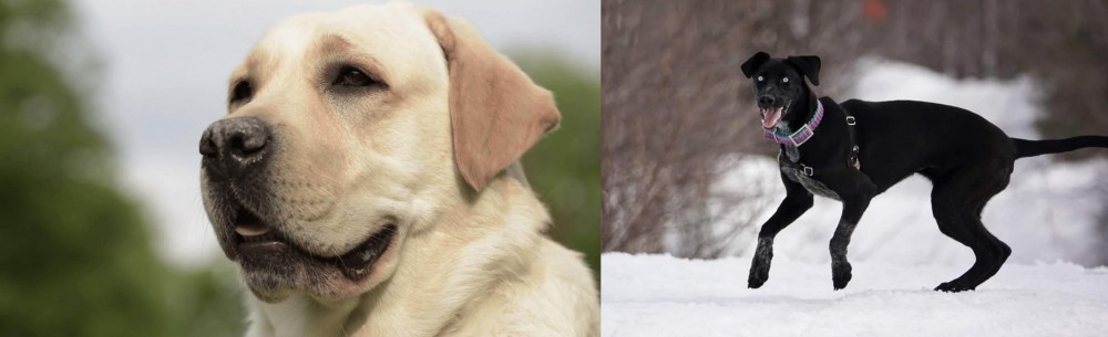 Eurohound vs Labrador Retriever - Breed Comparison