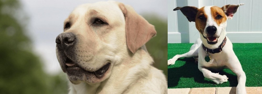 Feist vs Labrador Retriever - Breed Comparison