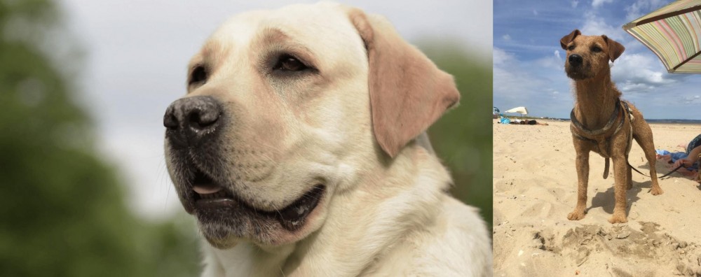 Fell Terrier vs Labrador Retriever - Breed Comparison