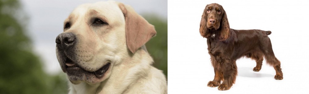 Field Spaniel vs Labrador Retriever - Breed Comparison