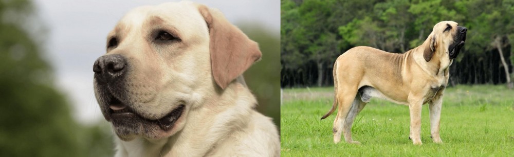 Fila Brasileiro vs Labrador Retriever - Breed Comparison