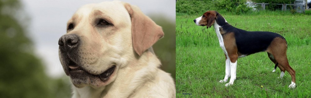 Finnish Hound vs Labrador Retriever - Breed Comparison