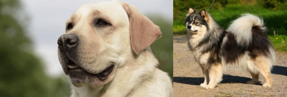 Finnish Lapphund vs Labrador Retriever - Breed Comparison