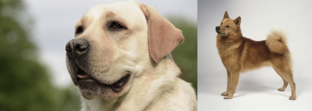 Finnish Spitz vs Labrador Retriever - Breed Comparison