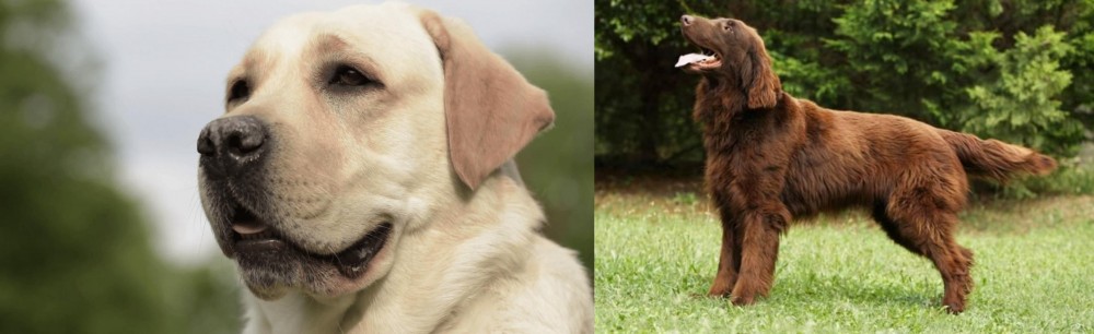 Flat-Coated Retriever vs Labrador Retriever - Breed Comparison