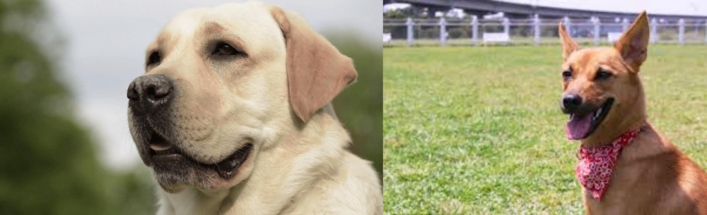 Formosan Mountain Dog vs Labrador Retriever - Breed Comparison