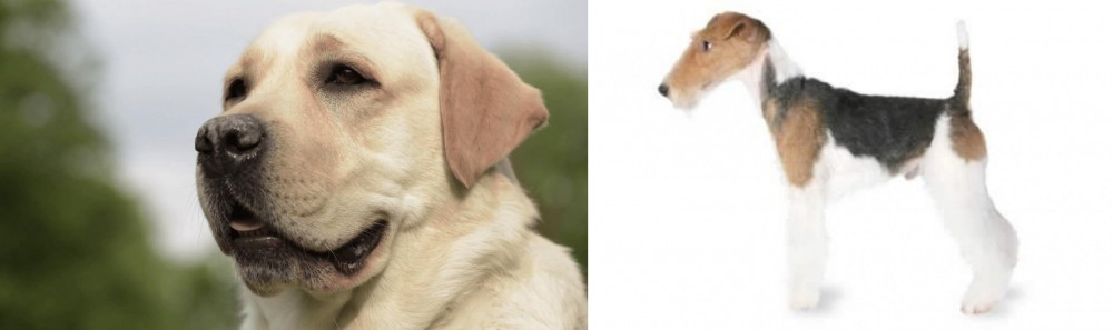 Fox Terrier vs Labrador Retriever - Breed Comparison