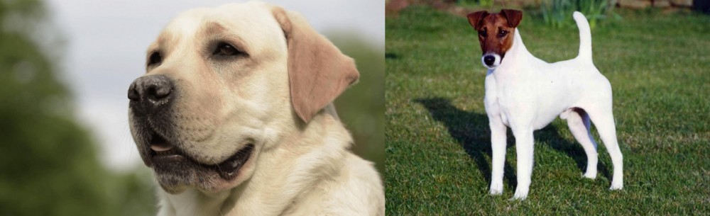 Fox Terrier (Smooth) vs Labrador Retriever - Breed Comparison