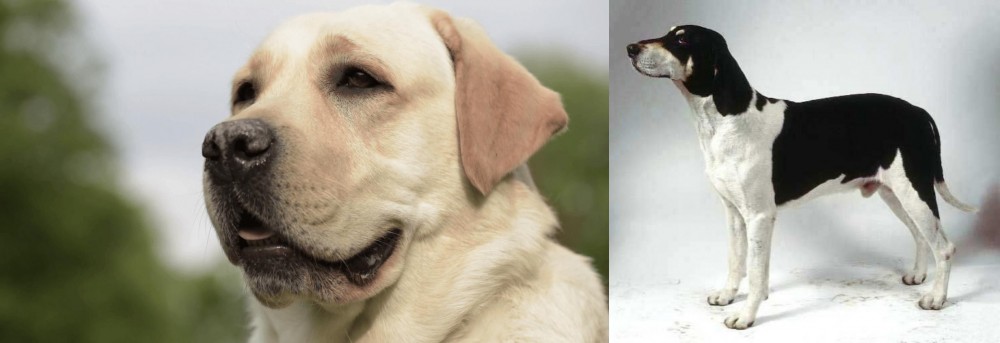 Francais Blanc et Noir vs Labrador Retriever - Breed Comparison