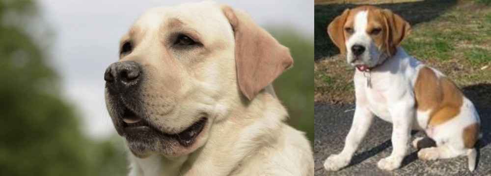 Francais Blanc et Orange vs Labrador Retriever - Breed Comparison
