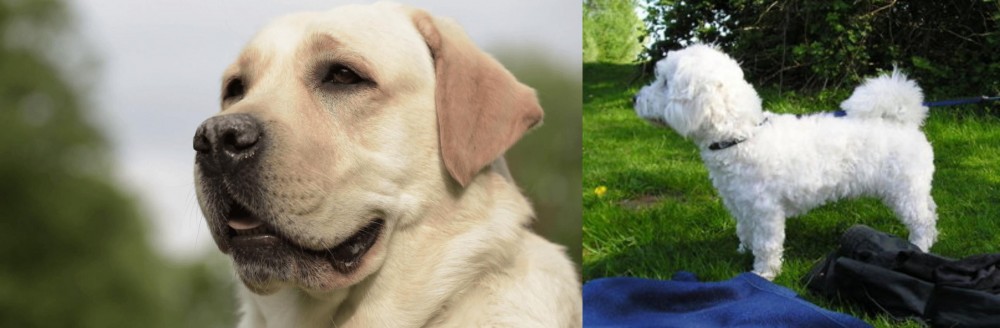 Franzuskaya Bolonka vs Labrador Retriever - Breed Comparison
