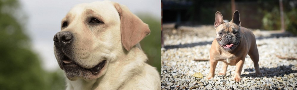 French Bulldog vs Labrador Retriever - Breed Comparison