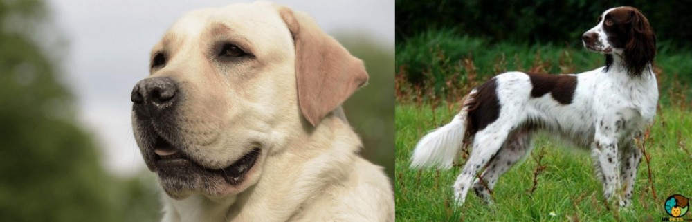 French Spaniel vs Labrador Retriever - Breed Comparison
