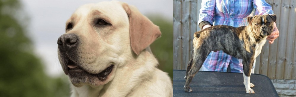Fruggle vs Labrador Retriever - Breed Comparison