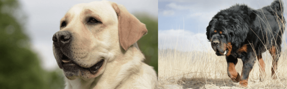 Gaddi Kutta vs Labrador Retriever - Breed Comparison