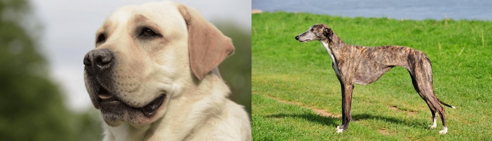 Galgo Espanol vs Labrador Retriever - Breed Comparison