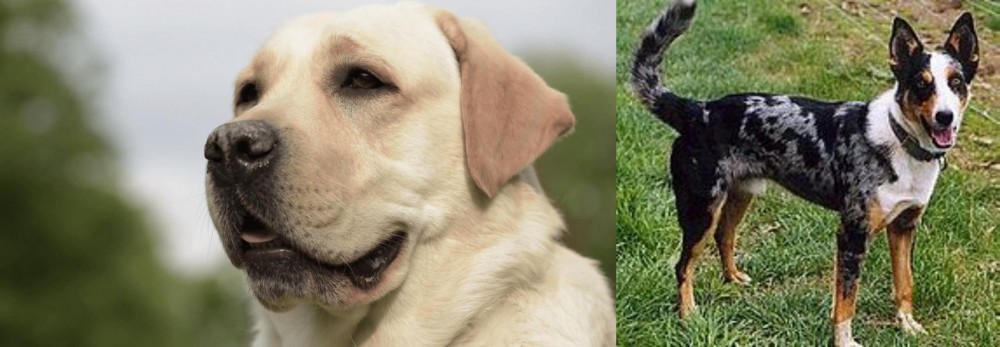 German Coolie vs Labrador Retriever - Breed Comparison