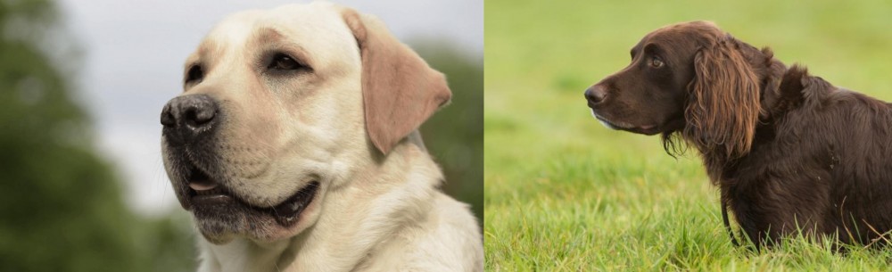 German Longhaired Pointer vs Labrador Retriever - Breed Comparison