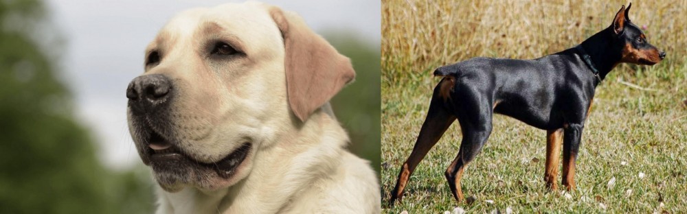 German Pinscher vs Labrador Retriever - Breed Comparison