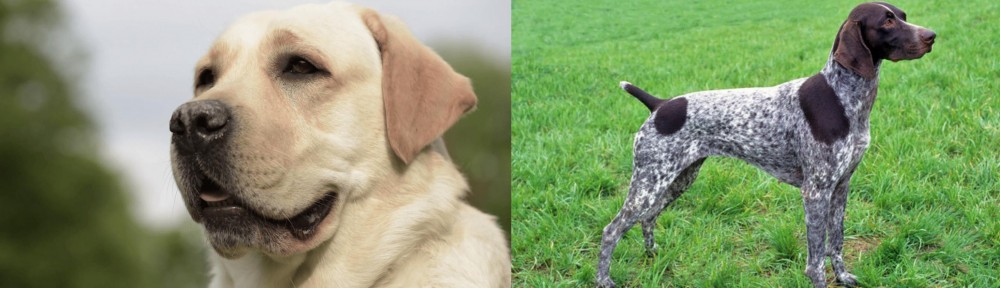German Shorthaired Pointer vs Labrador Retriever - Breed Comparison