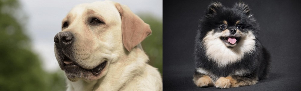German Spitz (Klein) vs Labrador Retriever - Breed Comparison