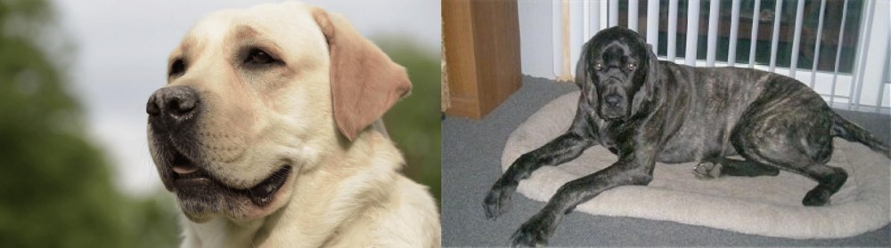 Giant Maso Mastiff vs Labrador Retriever - Breed Comparison