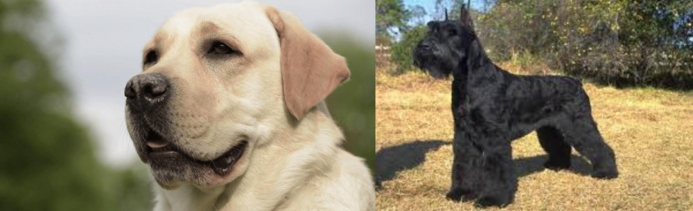 Giant Schnauzer vs Labrador Retriever - Breed Comparison