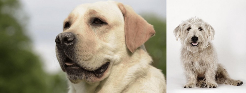 Glen of Imaal Terrier vs Labrador Retriever - Breed Comparison
