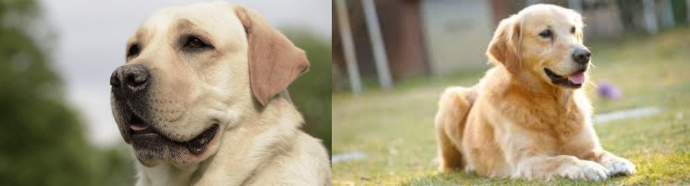 Goldador vs Labrador Retriever - Breed Comparison