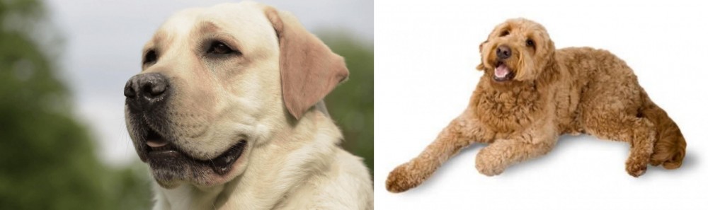 Golden Doodle vs Labrador Retriever - Breed Comparison
