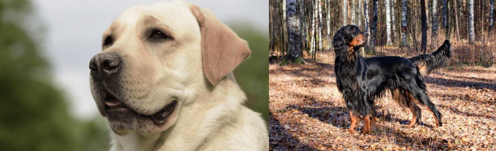 Gordon Setter vs Labrador Retriever - Breed Comparison
