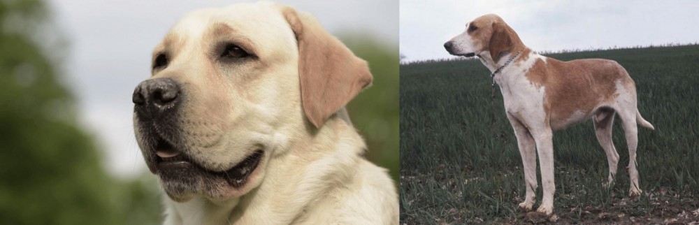 Grand Anglo-Francais Blanc et Orange vs Labrador Retriever - Breed Comparison