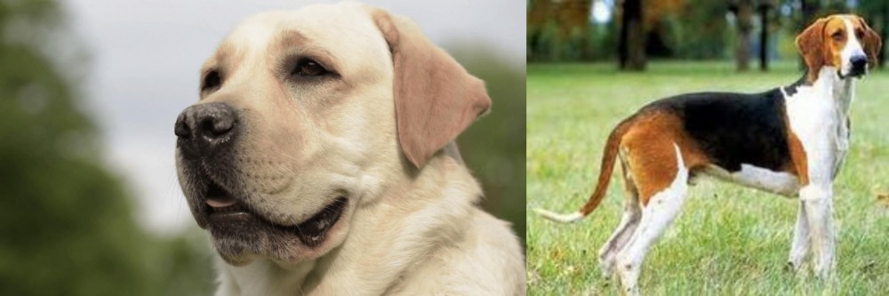 Grand Anglo-Francais Tricolore vs Labrador Retriever - Breed Comparison